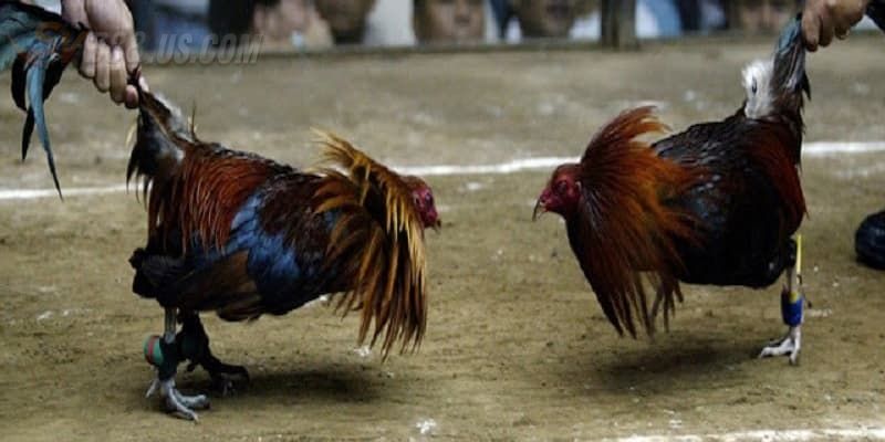 4 bước để theo dõi lịch đá gà SV388