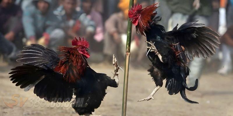 Các trận đá gà phát sóng với chất lượng cao
