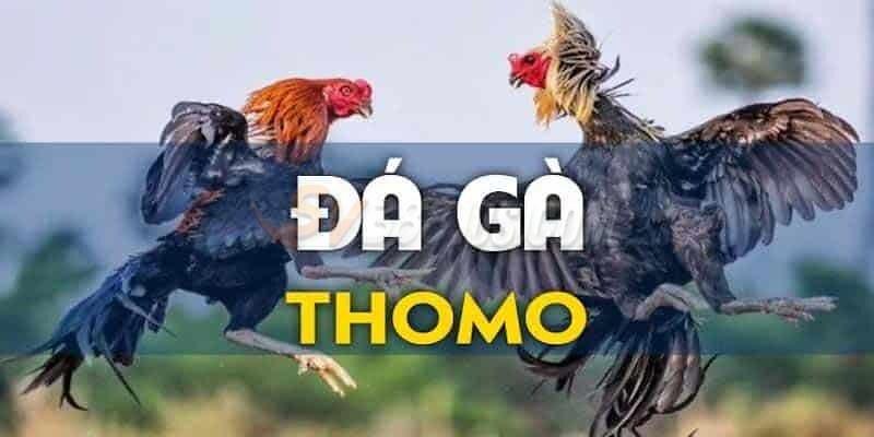 Đá gà Thomo gay cấn từng giây
