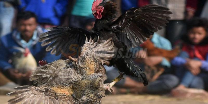 Dàn BLV tận tâm và chuyên nghiệp