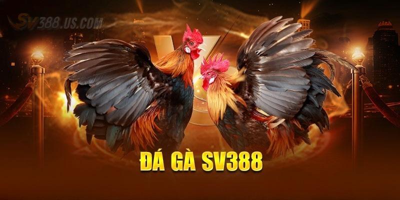 Đôi nét về đá gà tại SV388