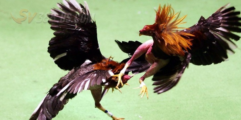 Kinh nghiệm bắt kèo ngon