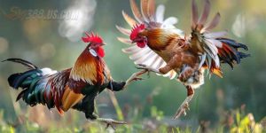 Lịch Đá Gà Sv388 - Tính Năng Hữu Ích Cho Kê Thủ Trong 2024