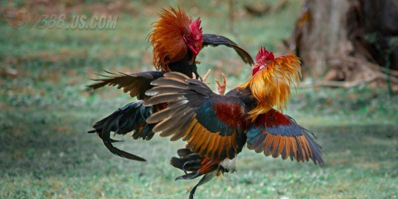 Luật chơi SV388 trực tiếp gà đòn là gì?