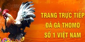 Sv388 Casino Thomo - Hấp Dẫn Ngay Từ Những Ván Đấu Kịch Tính