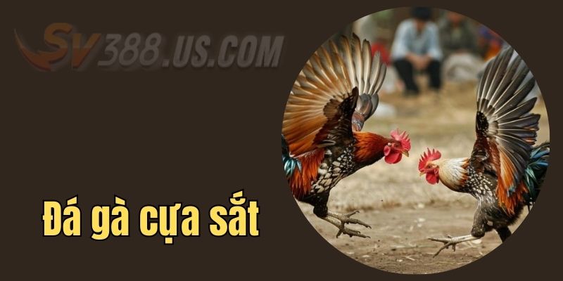 SV388 trực tiếp đá gà cựa sắt