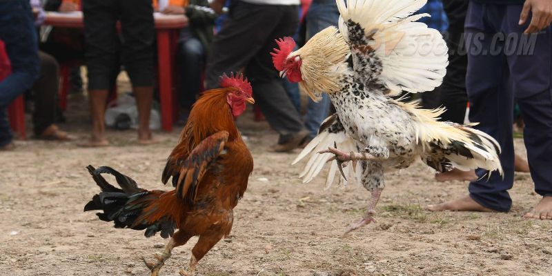 SV388 trực tiếp đá gà cực sắt