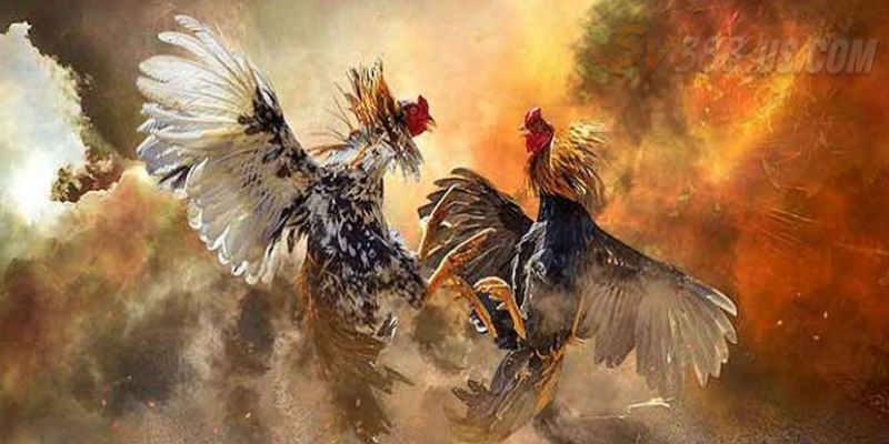 Thông tin lưu ý cần thiết về đá gà