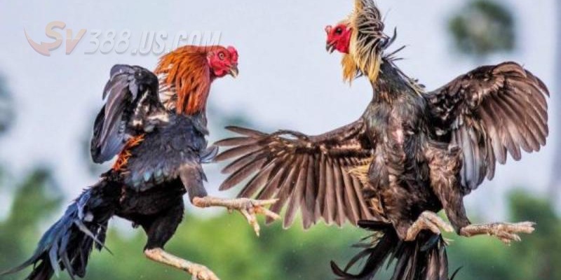 Vài điều về SV388 casino gà đòn