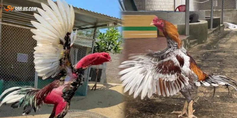 Tìm hiểu luật chơi và tỷ lệ cược