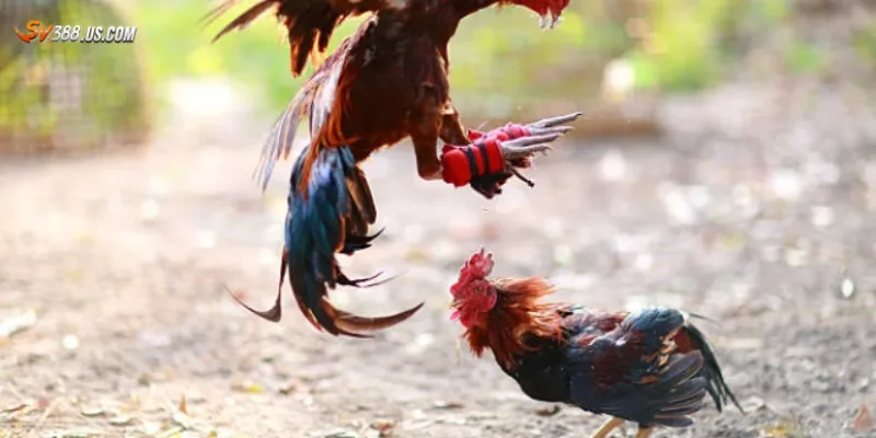 Tổng quan về hình thức cá cược đá gà