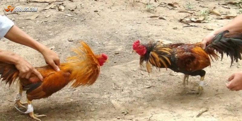 Kinh nghiệm cược đá gà thắng lớn cho anh em