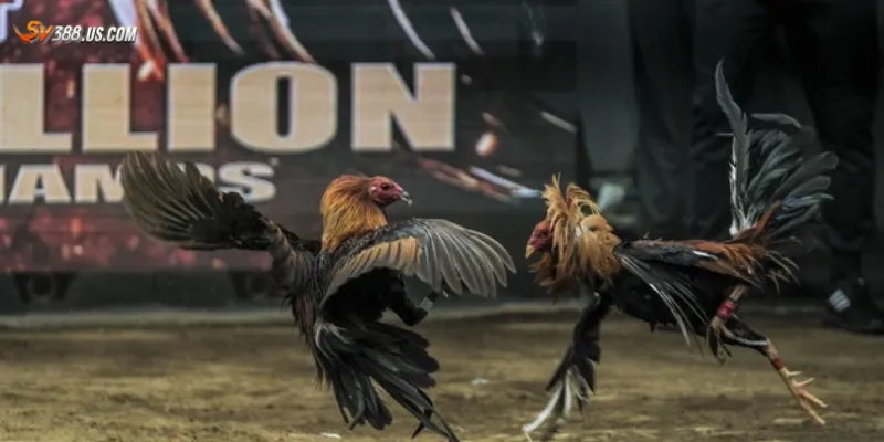 Hướng dẫn xem đá gà live Campuchia và đặt cược