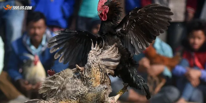 Tổng quan đá gà live Campuchia