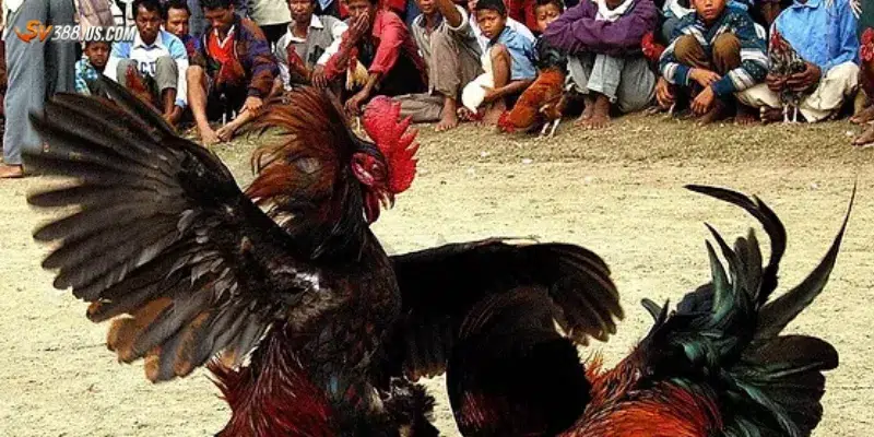 Cách xem và cược đá gà live Philippines