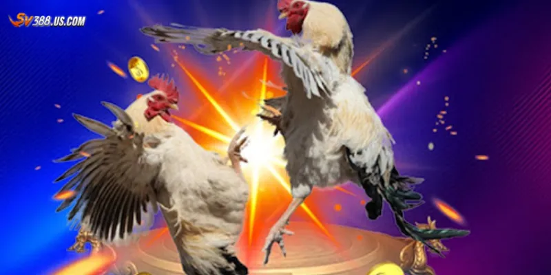 Một số mẹo cược đá gà Philippines hiệu quả