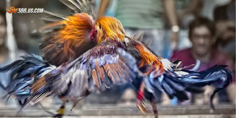 Mẹo để trải nghiệm đá gà trên điện thoại tốt hơn