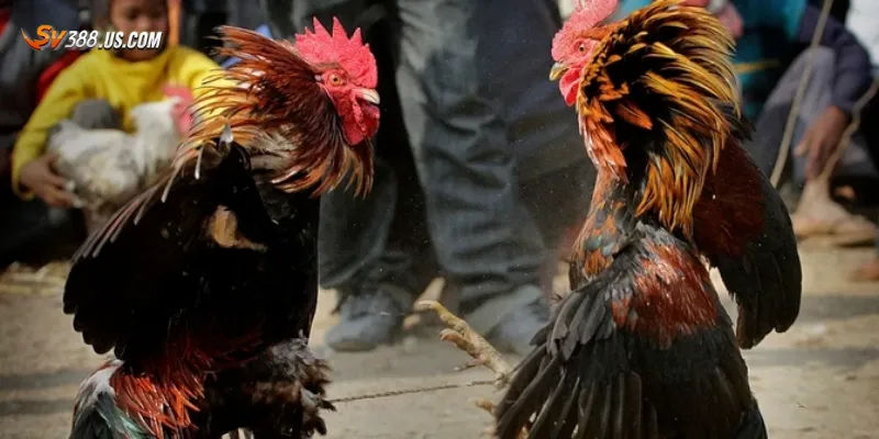 Đôi nét về đá gà trên điện thoại