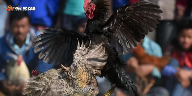 Hướng dẫn cách tham gia đá gà trên điện thoại