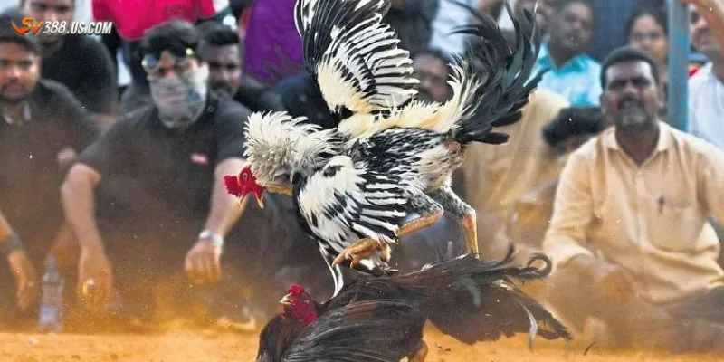 Lý do đá gà có bình luận lại thu hút 