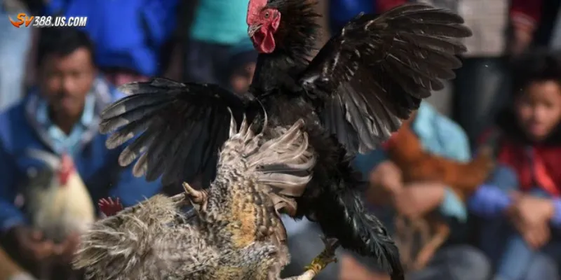 Các đặc điểm nổi bật của trực tiếp đá gà có bình luận