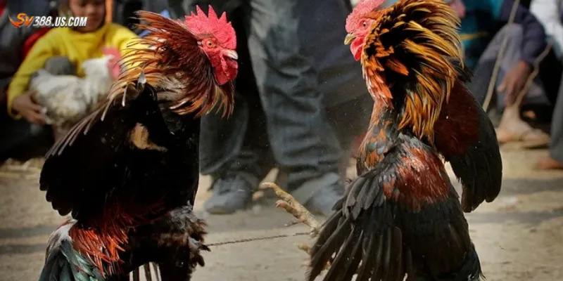 Một số nền tảng phổ biến có đá gà bình luận trực tiếp