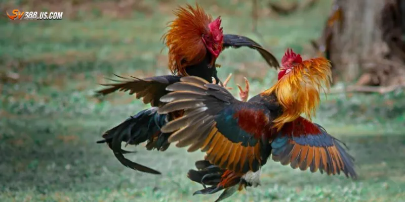 Hướng dẫn chơi đá gà online từ A-Z