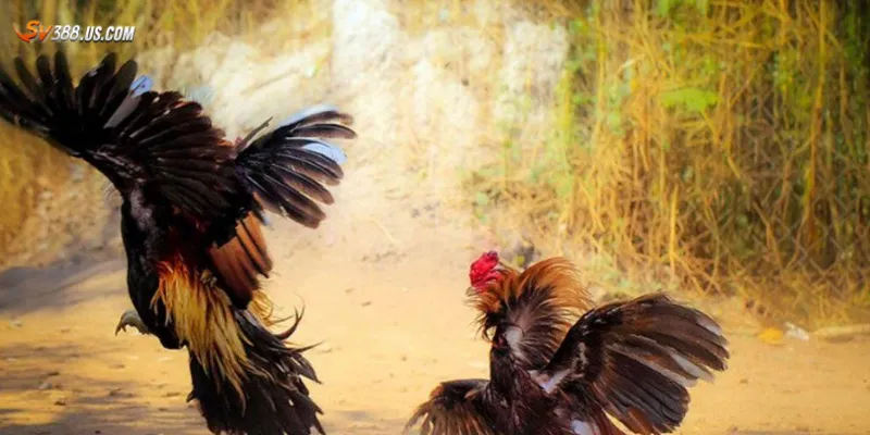 Sơ lược về đá gà online 