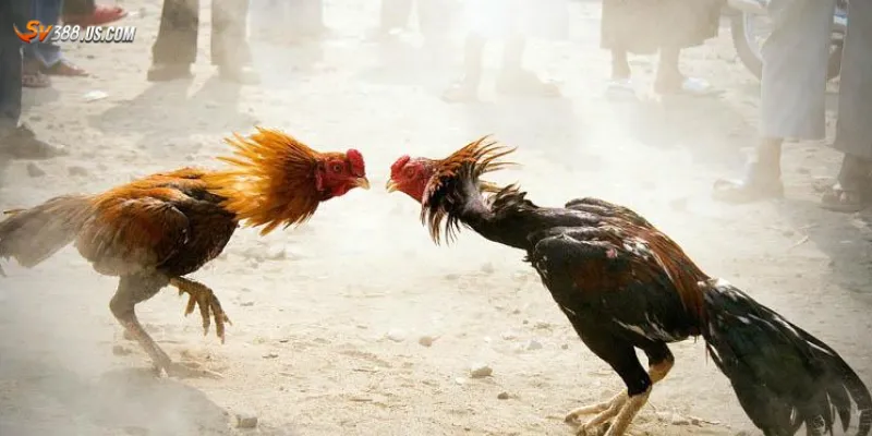 Một số hình thức đá gà online phổ biến hiện nay