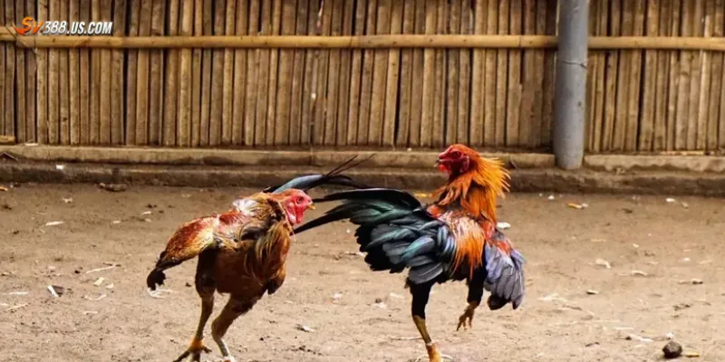 Mẹo cá cược đá gà chuẩn xác cần nắm vững