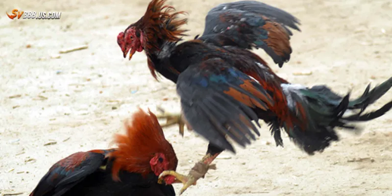 Lý do cần có mẹo khi cá cược đá gà