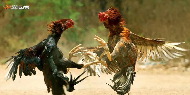 Luật và cách cược là điều kiện tiên quyết