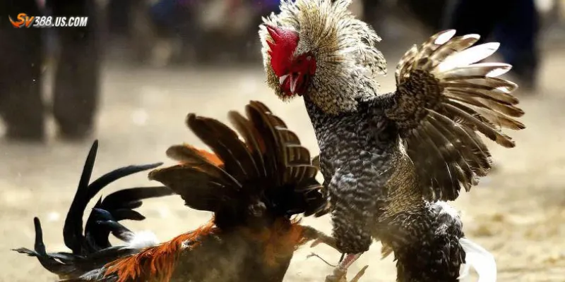 Một số dấu hiệu nhận biết gà đá bịp