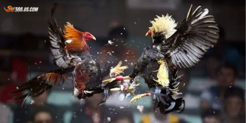 Vì sao cần nhận biết gà đá bịp?