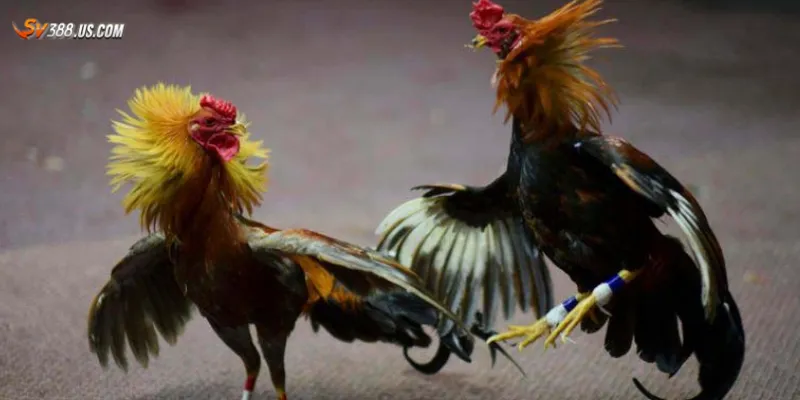 Khái niệm gà đá bịp 