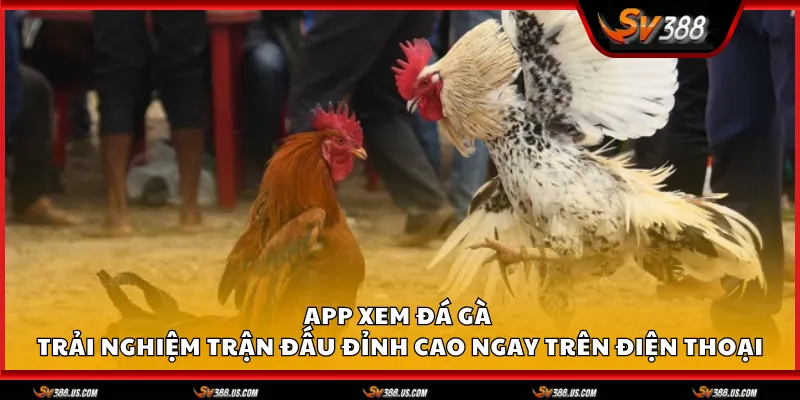 app xem da ga 1 11zon