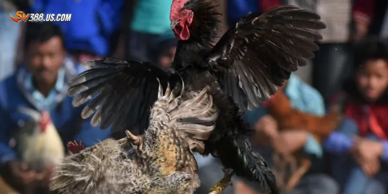 Hướng dẫn cách tải và sử dụng app xem đá gà