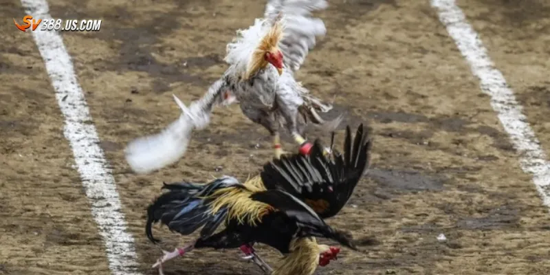 Bí quyết sử dụng app xem đá gà hiệu quả