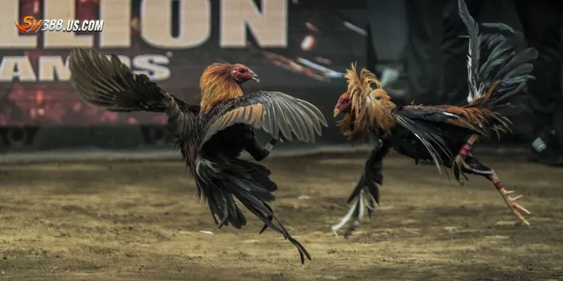 Vài nét về app xem đá gà