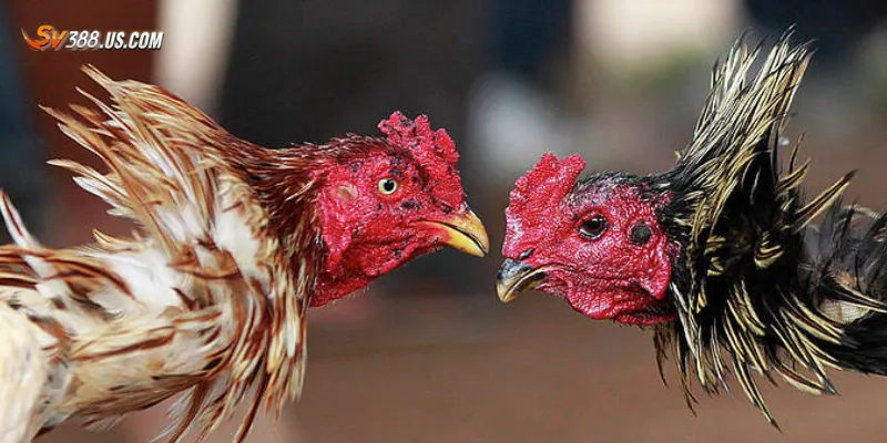 Lợi ích và rủi ro khi tham gia đá gà cựa dao