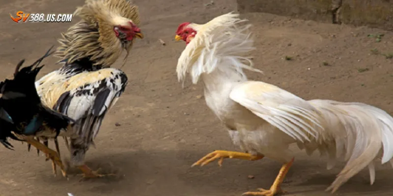 Cách đặt cược trong đá gà cựa dao