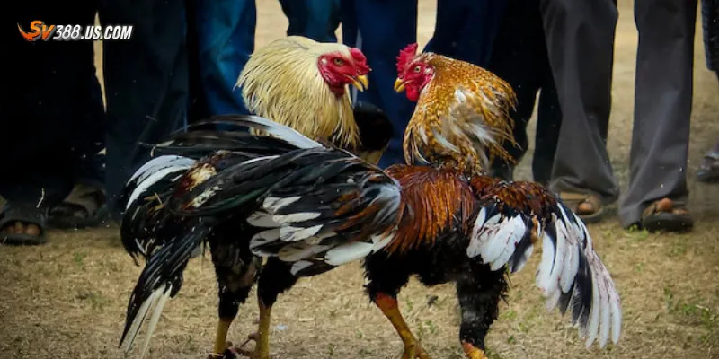 Tìm hiểu về đá gà cựa dao