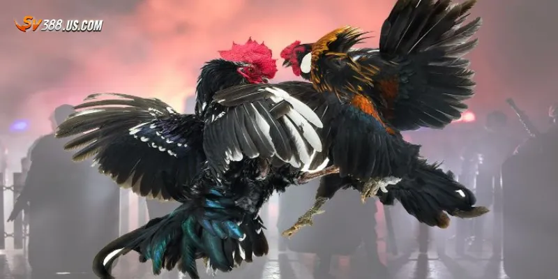 Cách chơi đá gà đòn online an toàn