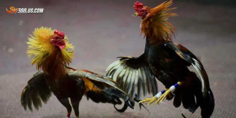 Lý do đá gà đòn online