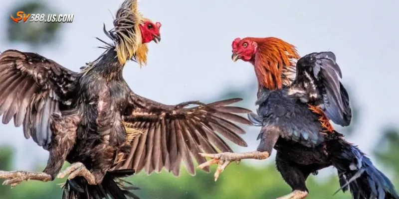 Lý do đá gà đòn online vẫn thu hút người chơi