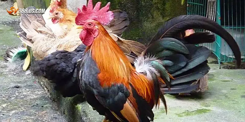 Lưu ý khi xem đá gà Thomo mới nhất 2025