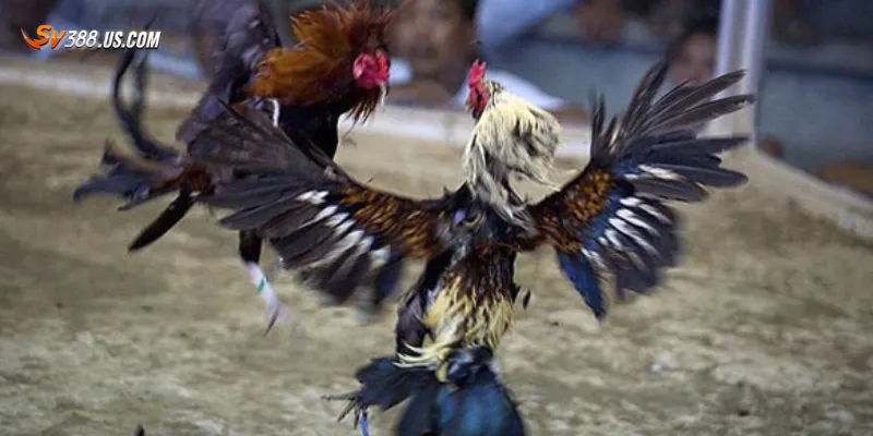 Lý do đá gà Thomo mới nhất 