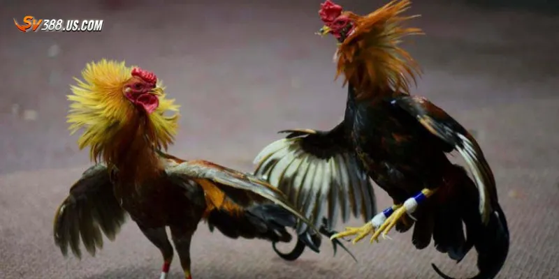 Cách xem đá gà Thomo mới nhất 2025 mượt mà