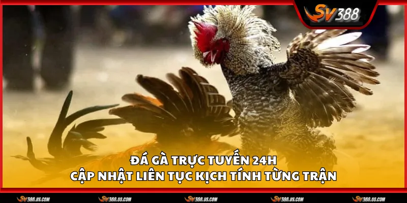 da ga truc tuyen 24h 1 11zon