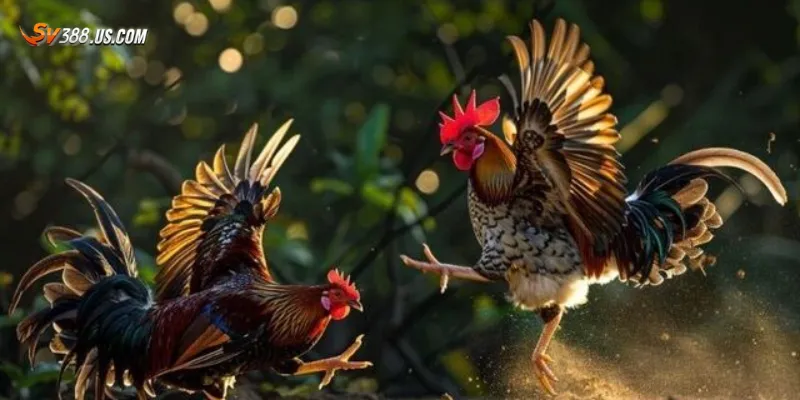 Cách tham gia và mẹo chơi đá gà trực tuyến 24h